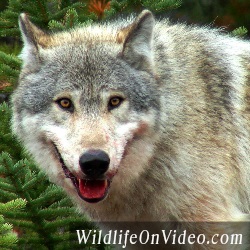 Wildlife on Video